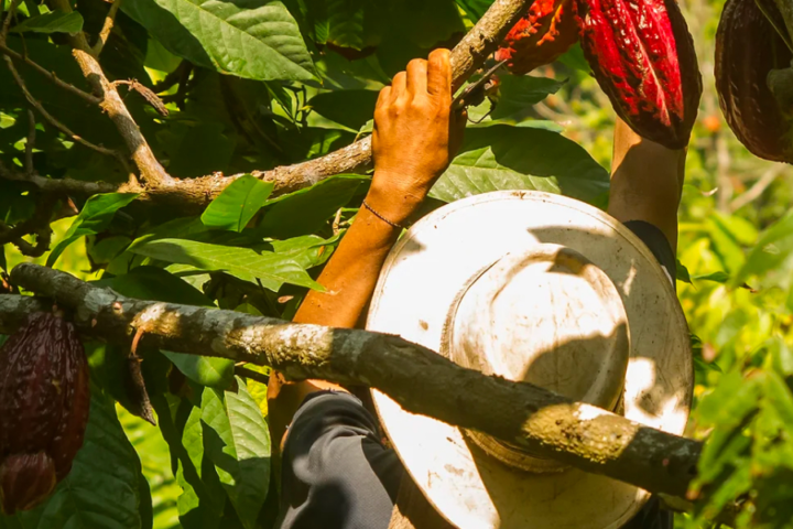 Man wearing a sun hat harvesting a cocao fruit from a cocao tree